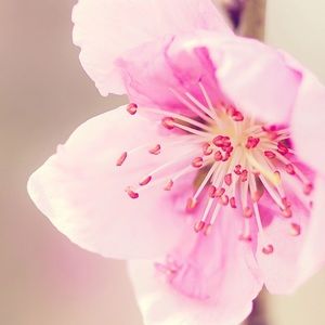 Meet your Posher, Chauntel